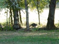 721852-FtbridgeRacoon.jpg