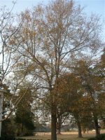 801253-DSCN1642 (Small).JPG