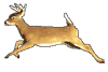 722211-deer-running_sm.gif