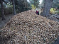 I_20161105_111_leaves.jpg