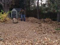 I_20161105_431_leaves.jpg