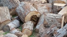 Honey Bee log 2.jpg Honey Bee log 2.jpg