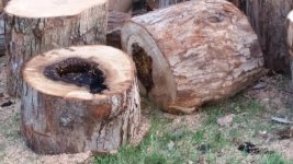 Honey Bees log.jpg Honey Bees log.jpg