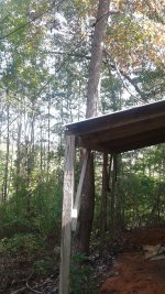 leaning-tree.jpg leaning-tree.jpg