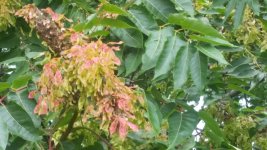 20170726_125003.jpg