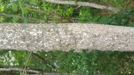 20170726_125230.jpg
