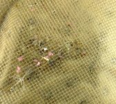 Filter sock debris.jpg