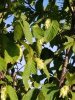 20170620_181005.jpg
