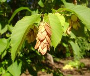 713px-Ostrya_virginiana_qc.jpg