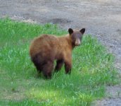 May10-17Bear 003.jpg