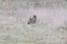 LookingFor Food1.jpg
