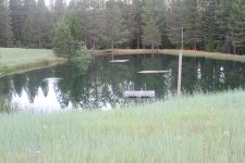 PondFloatingPlants2.JPG