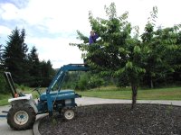 Picking cherries.jpg