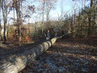 6 tree down.JPG