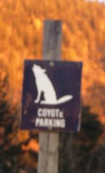 764184-Coyte Parking Taos.jpg