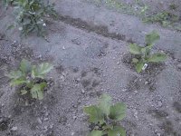 685692-IMG_0925.jpg