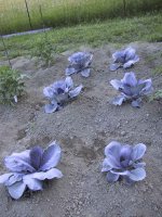 685698-IMG_0927.jpg