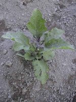 685709-IMG_0933.jpg