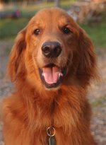 722664-GoodbyeTetterDog.jpg