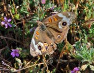 686171-butterfly.jpg