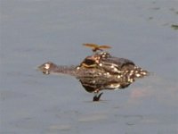 686570-RSCN0033 (Small).JPG