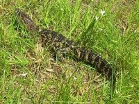 686591-RSCN0030 (Small) (Custom).JPG