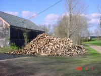 820612-Tree17.jpg