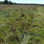 N house when Baumann move in, flail east pasture 038.jpg