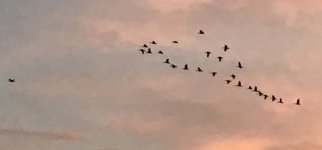 Geese2017-05-24.jpg