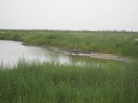 Gator.jpg