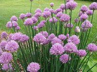chives.jpg