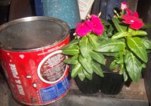 flowers.jpg