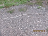 snake.jpg