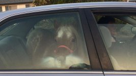 horse 12.jpg horse 12.jpg