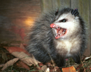 E9E1AF71-317A-4CEC-AC0E-2A38AB69359F.png