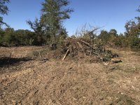 Brush_Pile.JPG