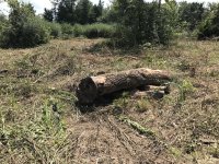 Wood_Debris.JPG