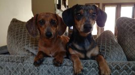 dachies.jpg