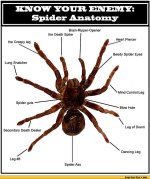 spider anatomy.jpg
