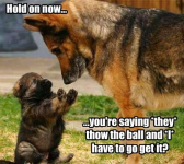 pups 1.png