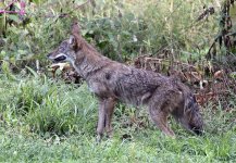 coyote.jpg