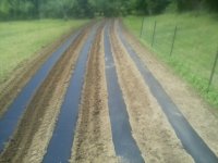 first strip and more.jpg