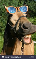 close-up-of-a-horse-wearing-sunglasses-and-baring-its-teeth-ARGY9N.jpg