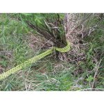 shrub grubber 66.jpg