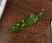 P.png