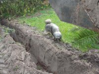 trench dog.jpg