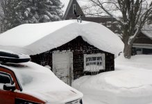 looney swims in snow big view.jpg
