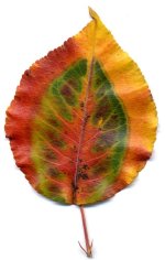 bradford pear leaf.jpg