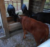 2017 calves find feeded 007.JPG