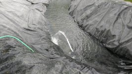 pond 4.jpg pond 4.jpg